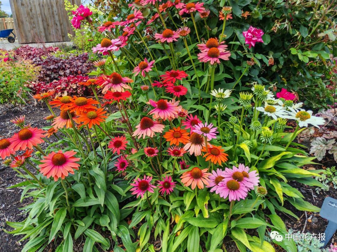 宿根花卉栽培,宿根花卉的栽培管理