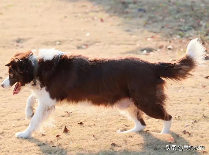 南通边境牧羊犬出售转让,边境牧羊犬在南通哪有得卖