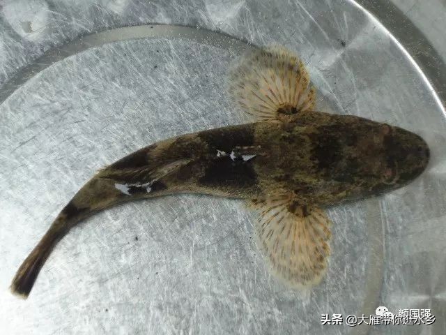 塘鳢鱼又叫什么鱼,塘鳢鱼江苏俗称