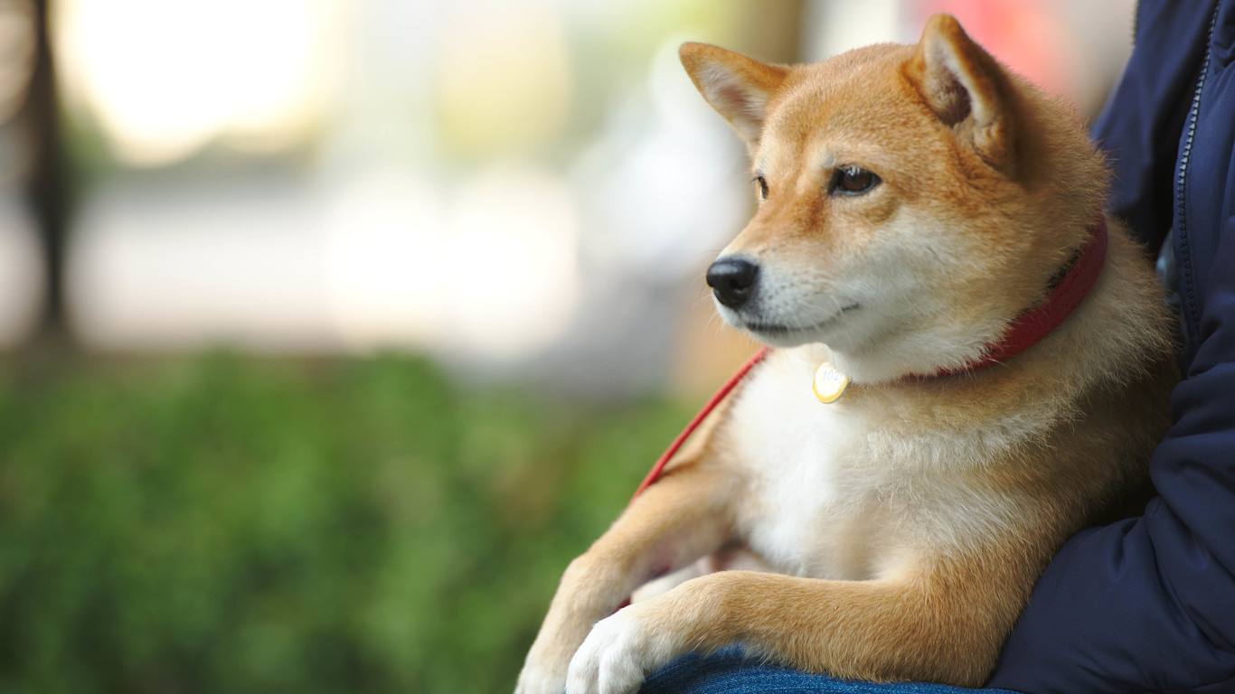 狗狗拉稀呕吐但是测不出细小,狗狗得细小后死亡是什么原因