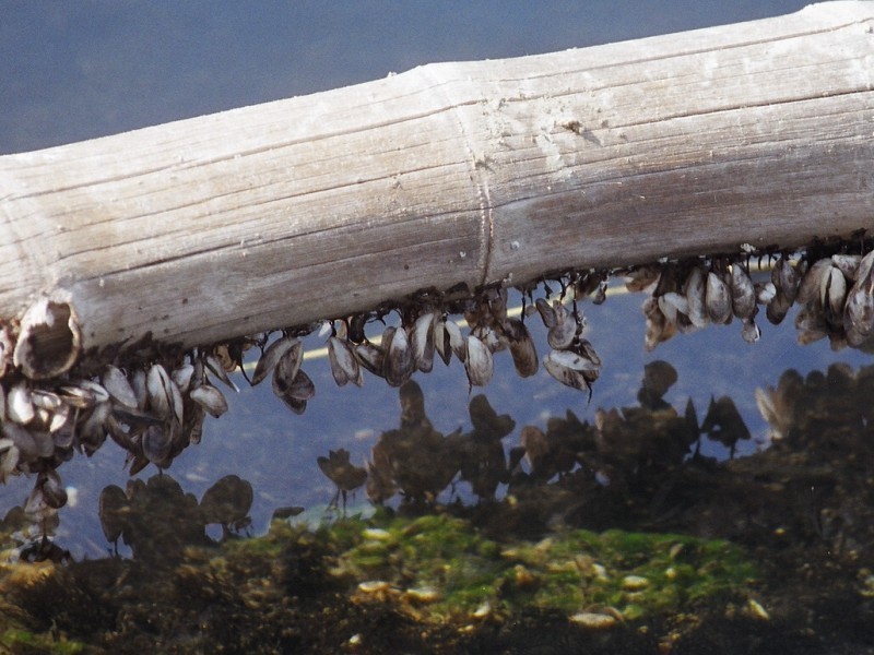 每次航线结束能刮下十多吨海鲜，都到海鲜市场了？这种海鲜吃不得