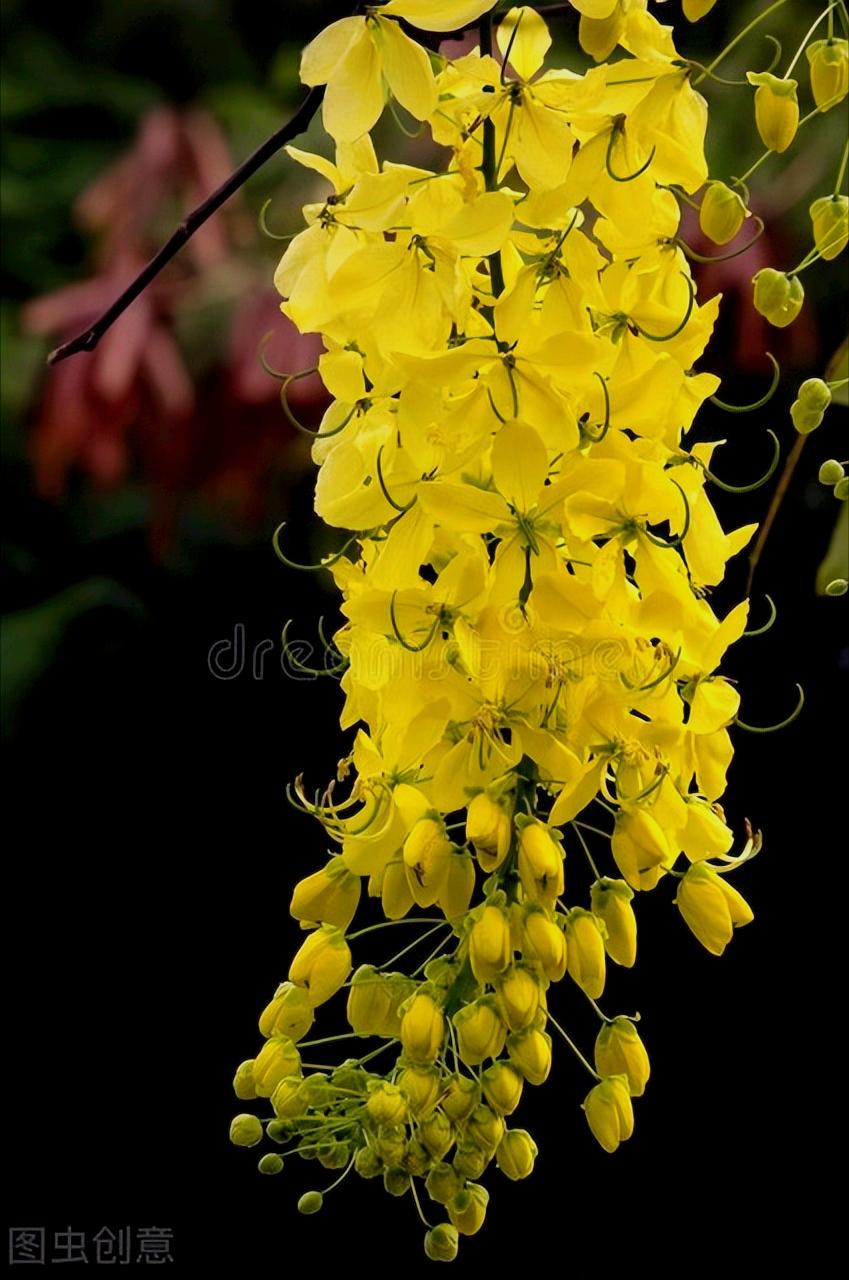 感恩母亲节祝自己节日快乐,母亲节感恩祝福词妈妈我爱你