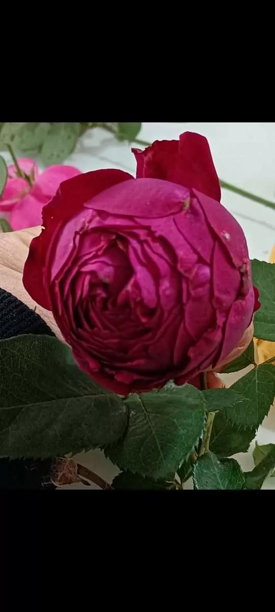 认识各种花卉名称,认识各种花的名字