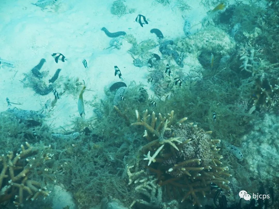 塞班岛免签政策45天还是14天,为什么塞班岛免签