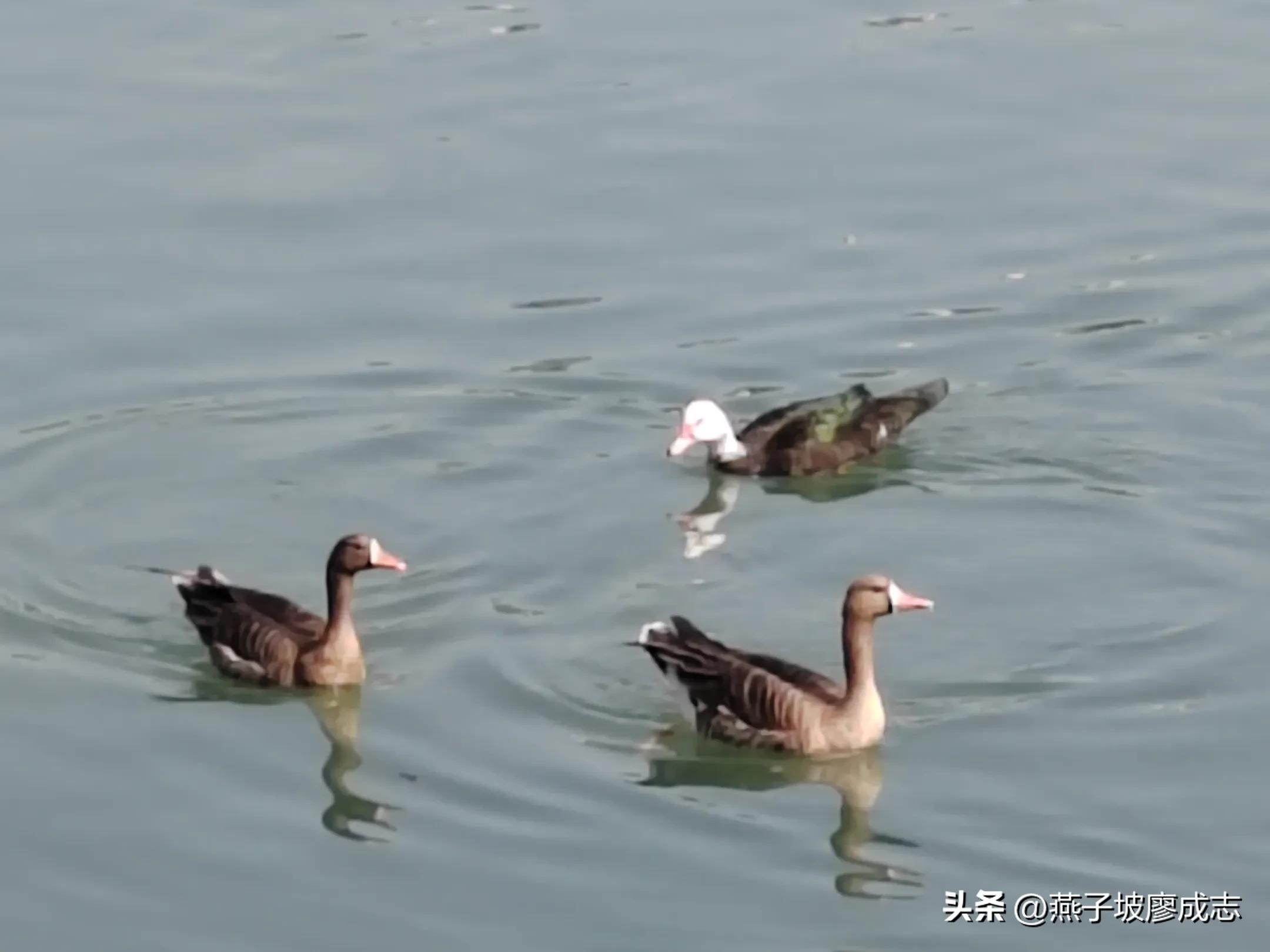 革命薪火,革命薪火代代相传绘画