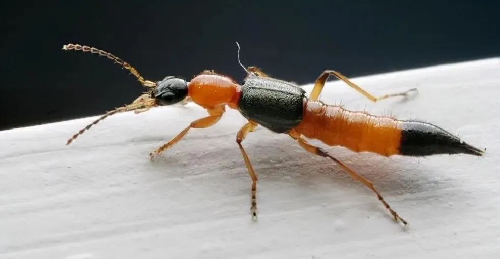 隐翅虫主要分布地区,隐翅虫一般出现在哪些地方