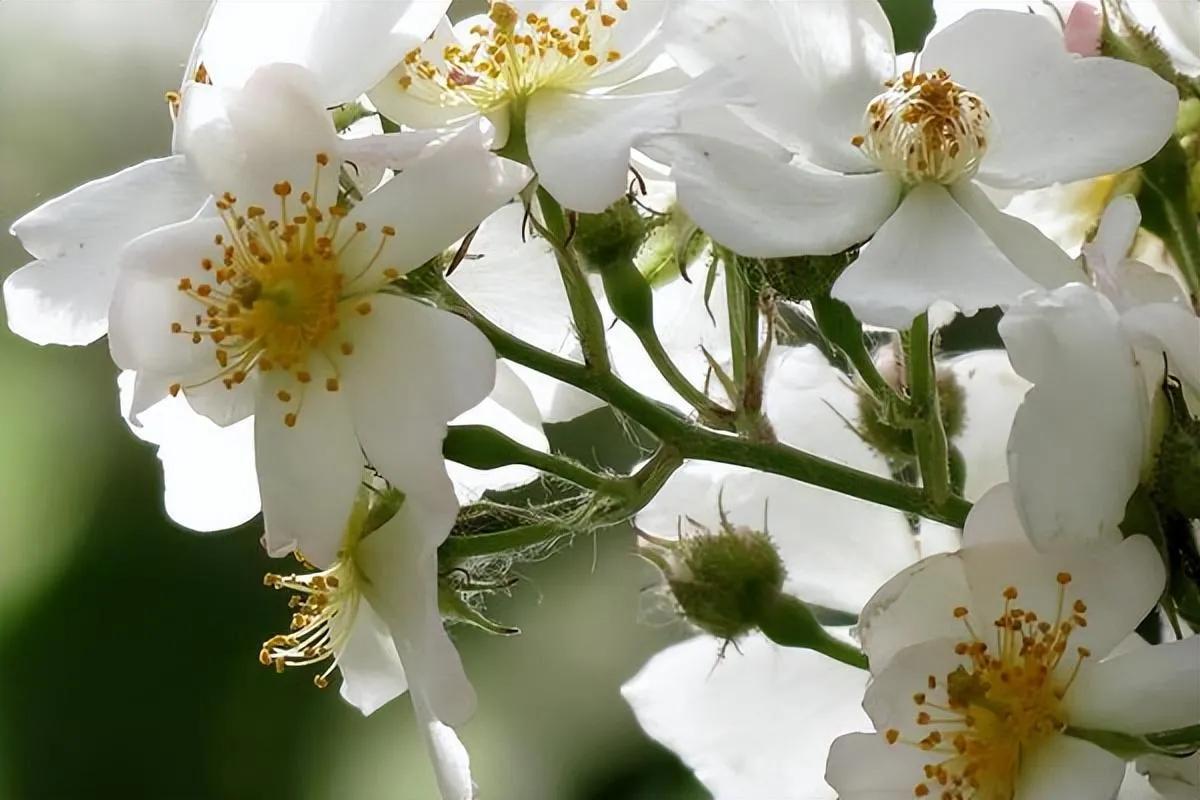 花开荼蘼花事了诗句,花开到荼蘼的诗句
