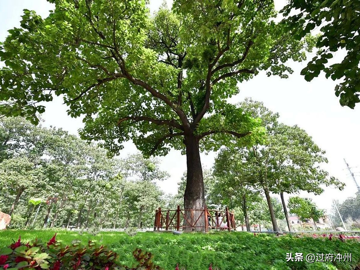 兰考黄河文化旅游,兰考黄河免费景点大全