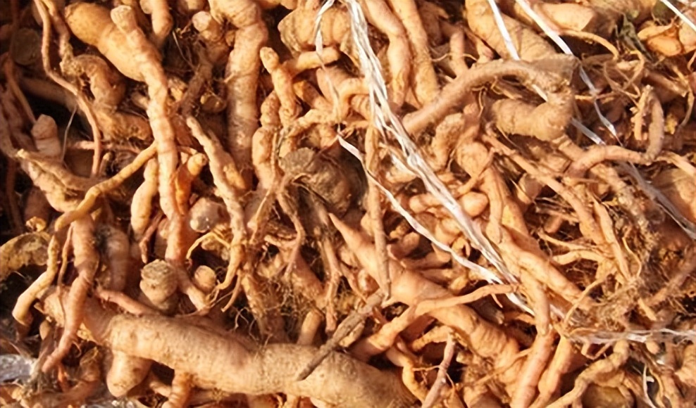 荷兰菊花的养殖方法和注意事项,新扦插的菊花小苗怎么养殖