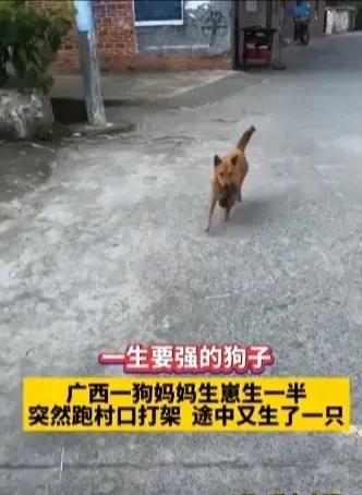 狗妈妈带小狗打架,狗妈妈打狗宝宝