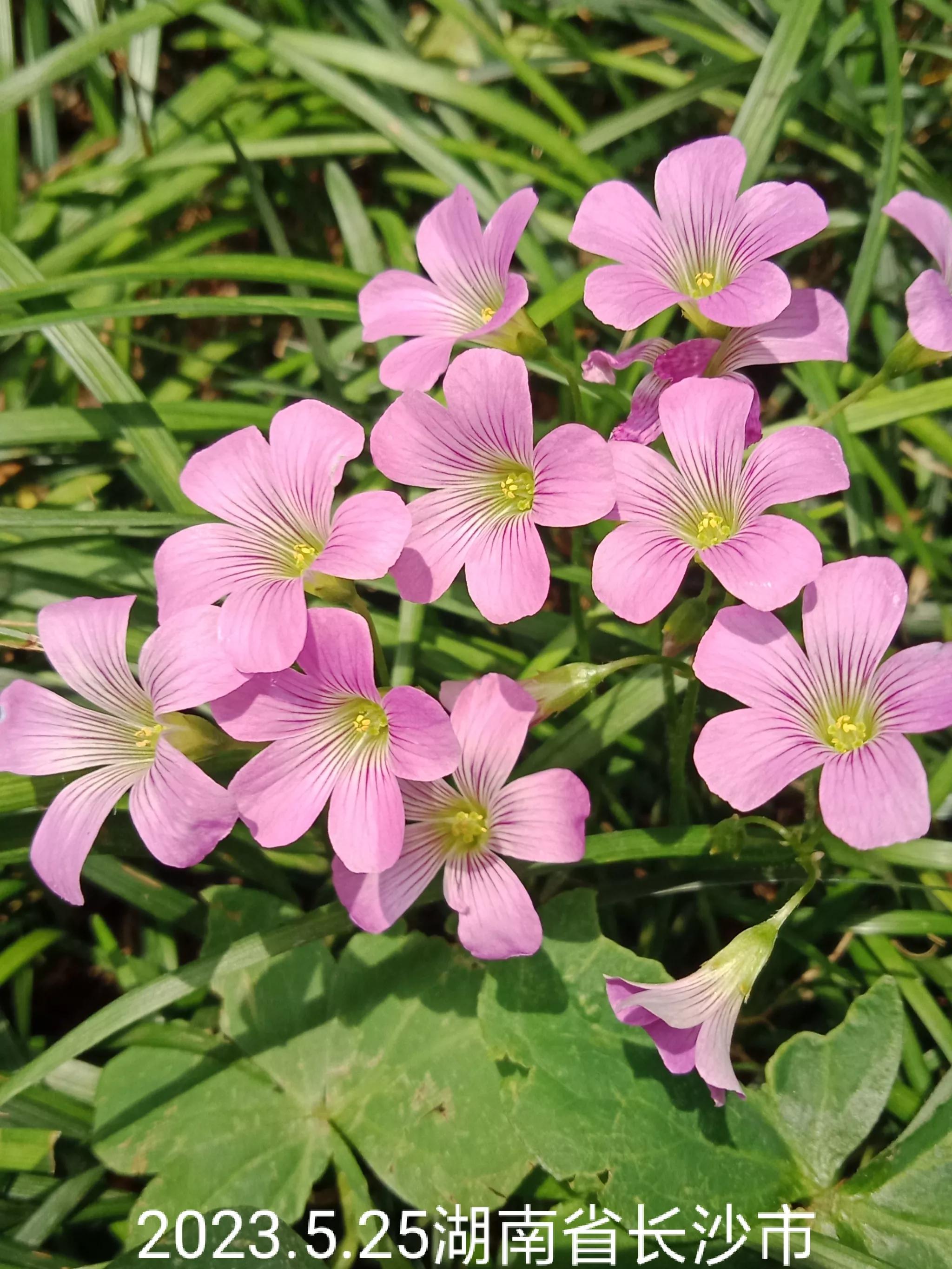 微信群忘保存找不到怎么办,微信群没保存通讯录丢失怎么找回