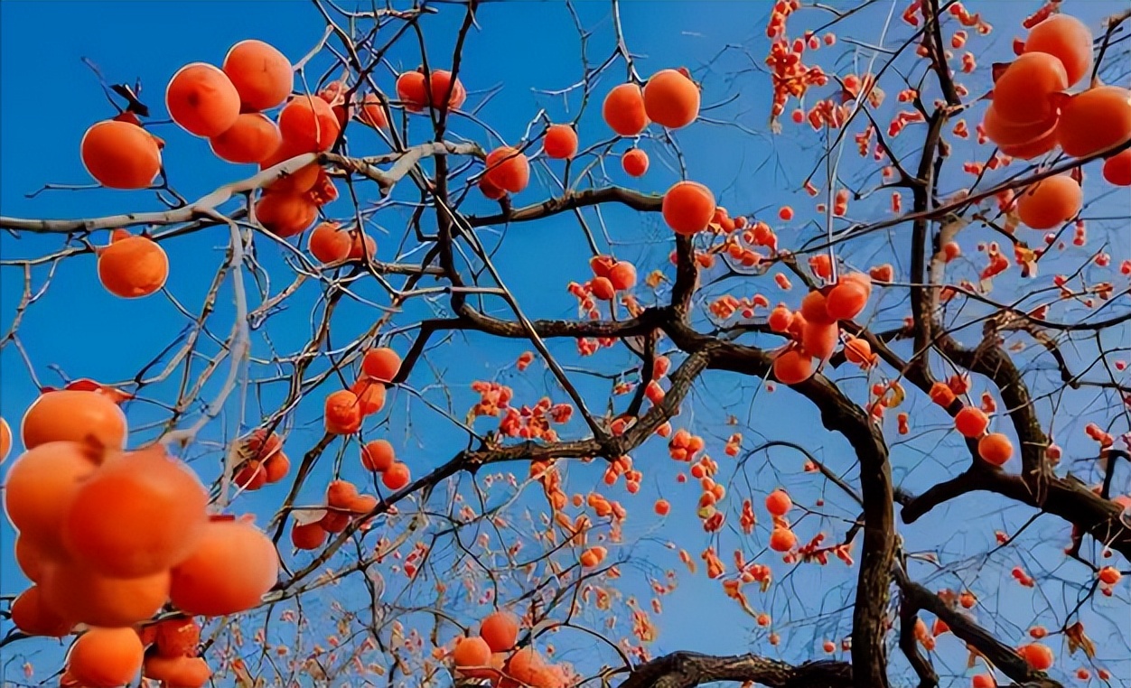 庭院种8棵树风水寓意,8种院子树