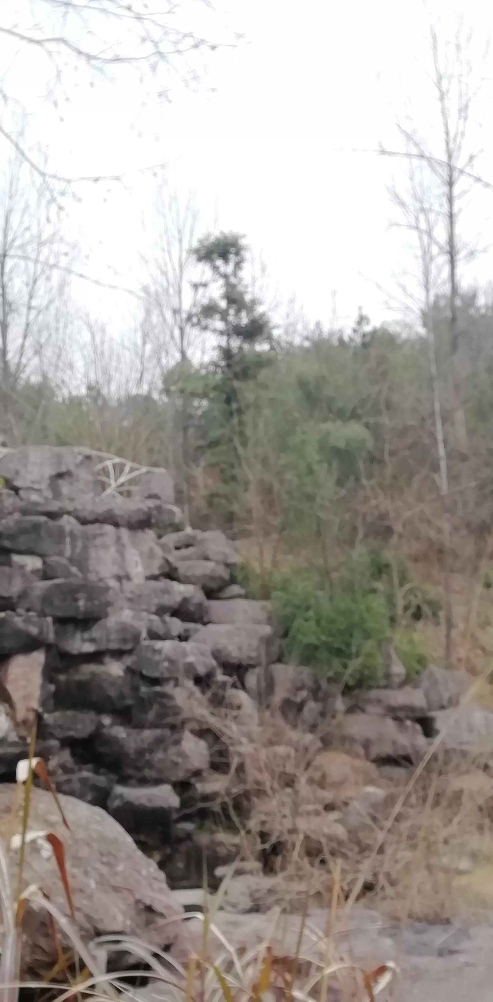 请投友们评论拍摄的怎么样？