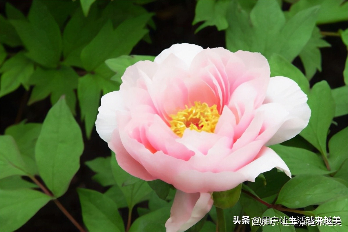 牡丹为什么被称为中国的国花,为什么牡丹能成为中国的国花