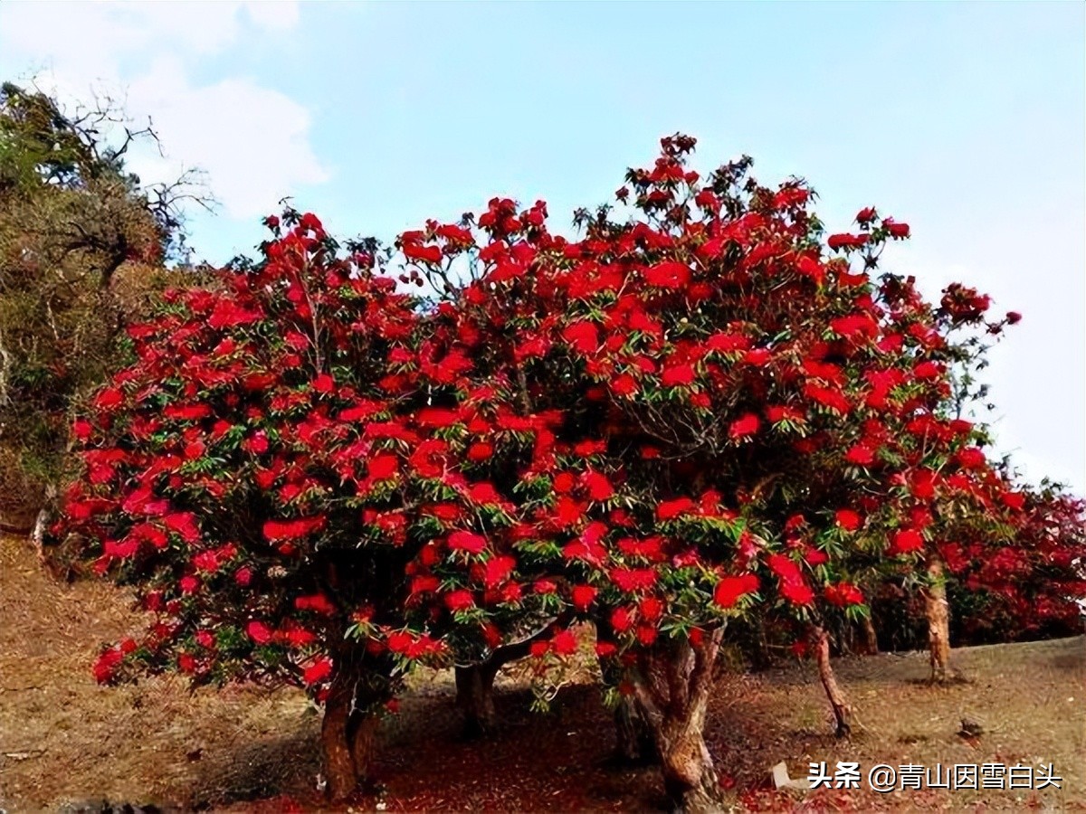 马缨花种子多少钱一斤,马缨杜鹃价值