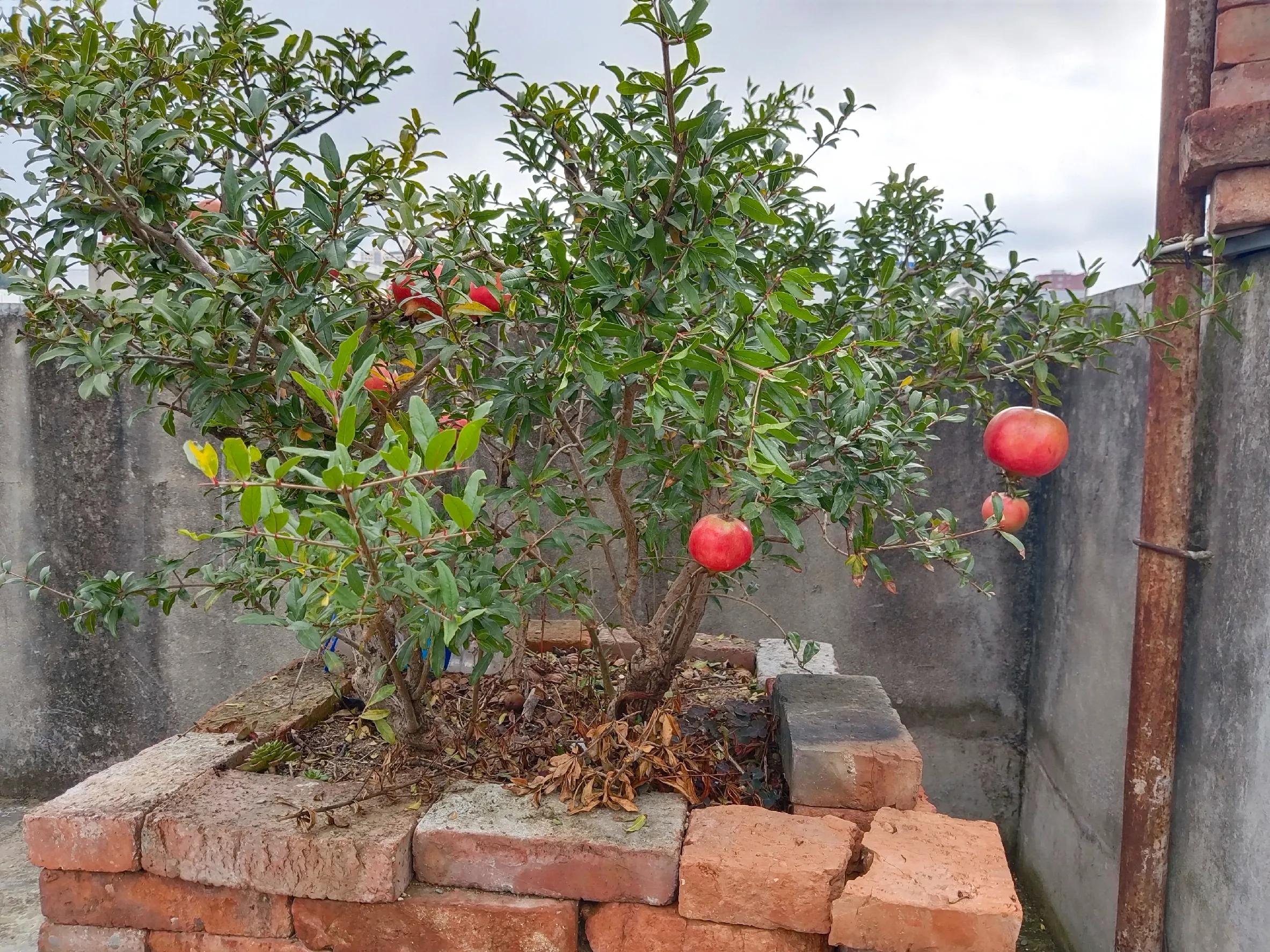 秋季移栽的石榴树明年需要剪枝吗,移栽的大型石榴树怎样续枝