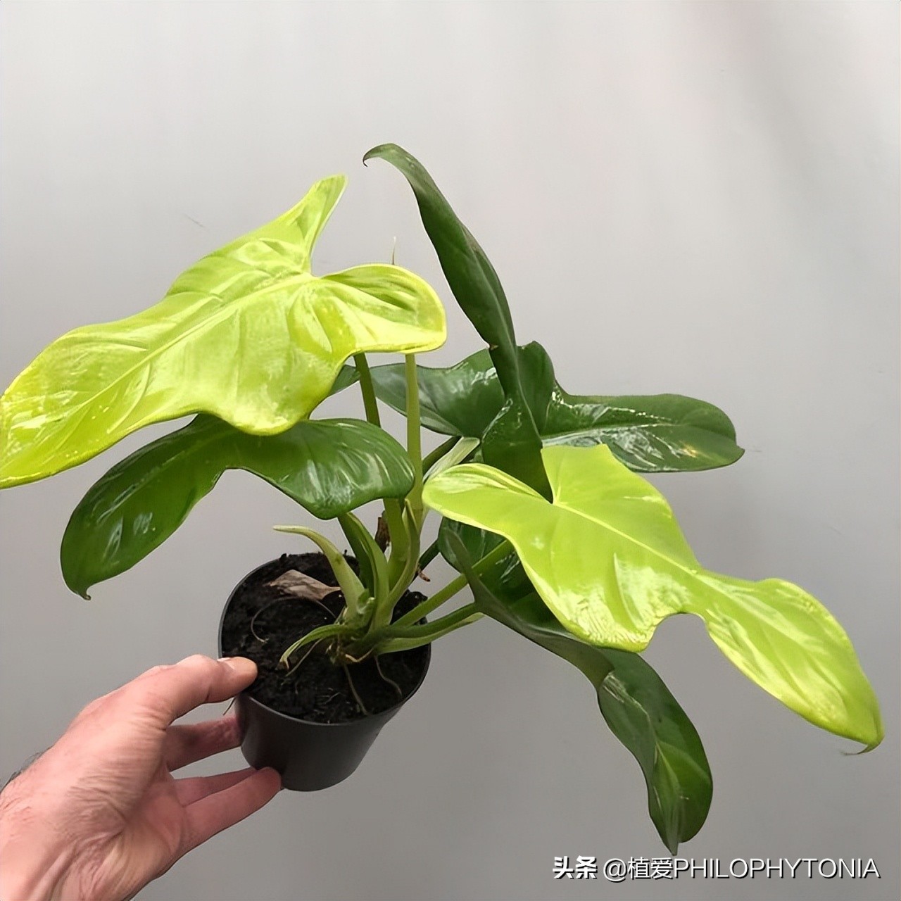 花境常绿植物推荐,室内大型开花植物推荐