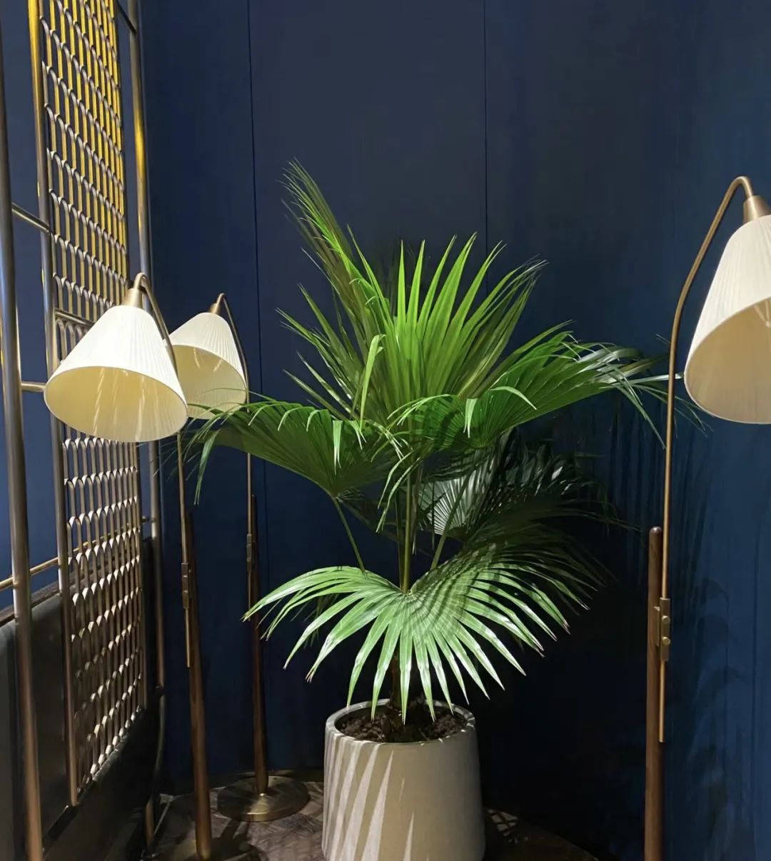 绿植不怕冻客厅,10种不怕太阳晒的盆栽绿植