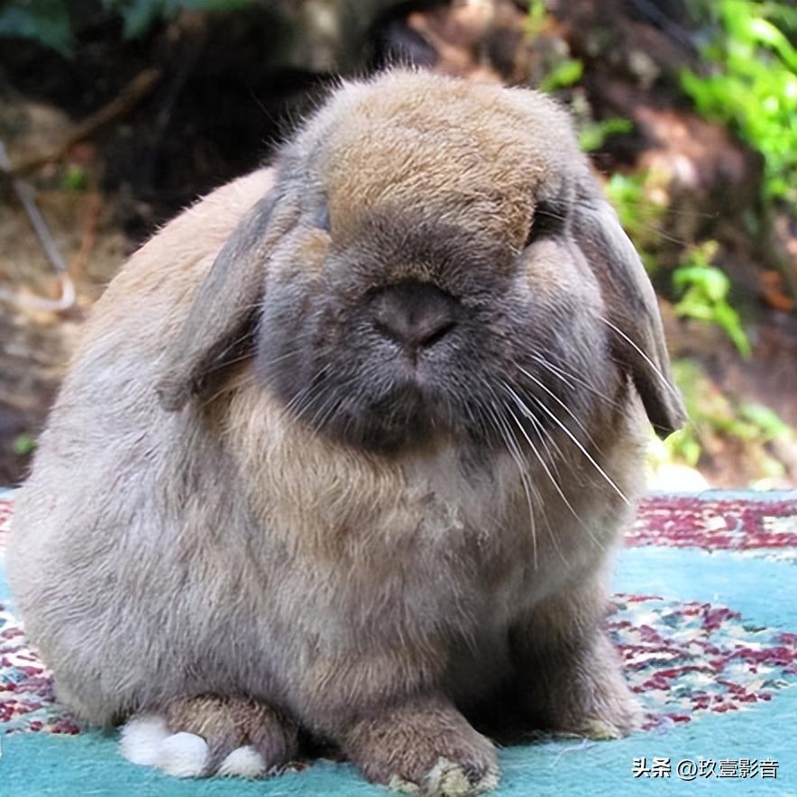 兔子有哪些品种宠物兔,兔子丰盛大餐