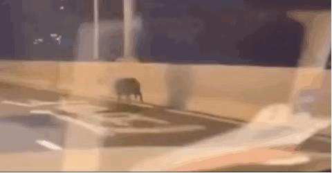 疫情下我们都努力的活着,疫情下的我们躺吃躺睡