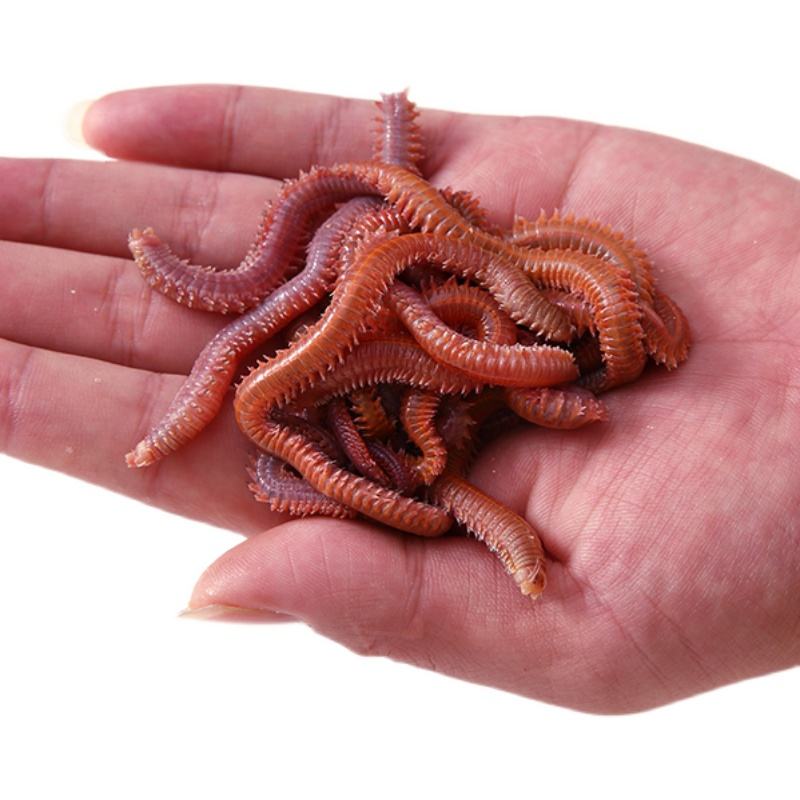 刷新对福建菜的认知，这两款“海虫菜”，有哪个敢尝试一下？