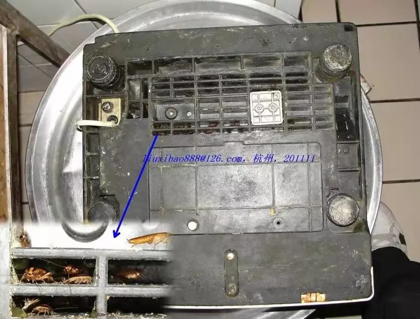 蟑螂怎么正确消灭最彻底非广告,蟑螂怎么正确消灭最彻底不看广告