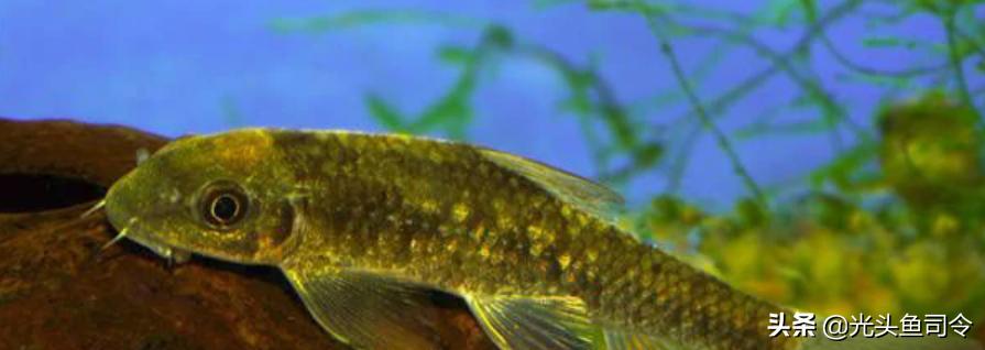 钓鱼钓到保护鱼种放了违法吗,钓鱼犯法的鱼类有哪些种类