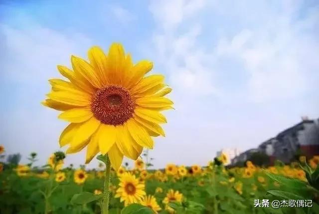 讨厌婆婆和妯娌怎么处理关系,妯娌不和要怎么处理