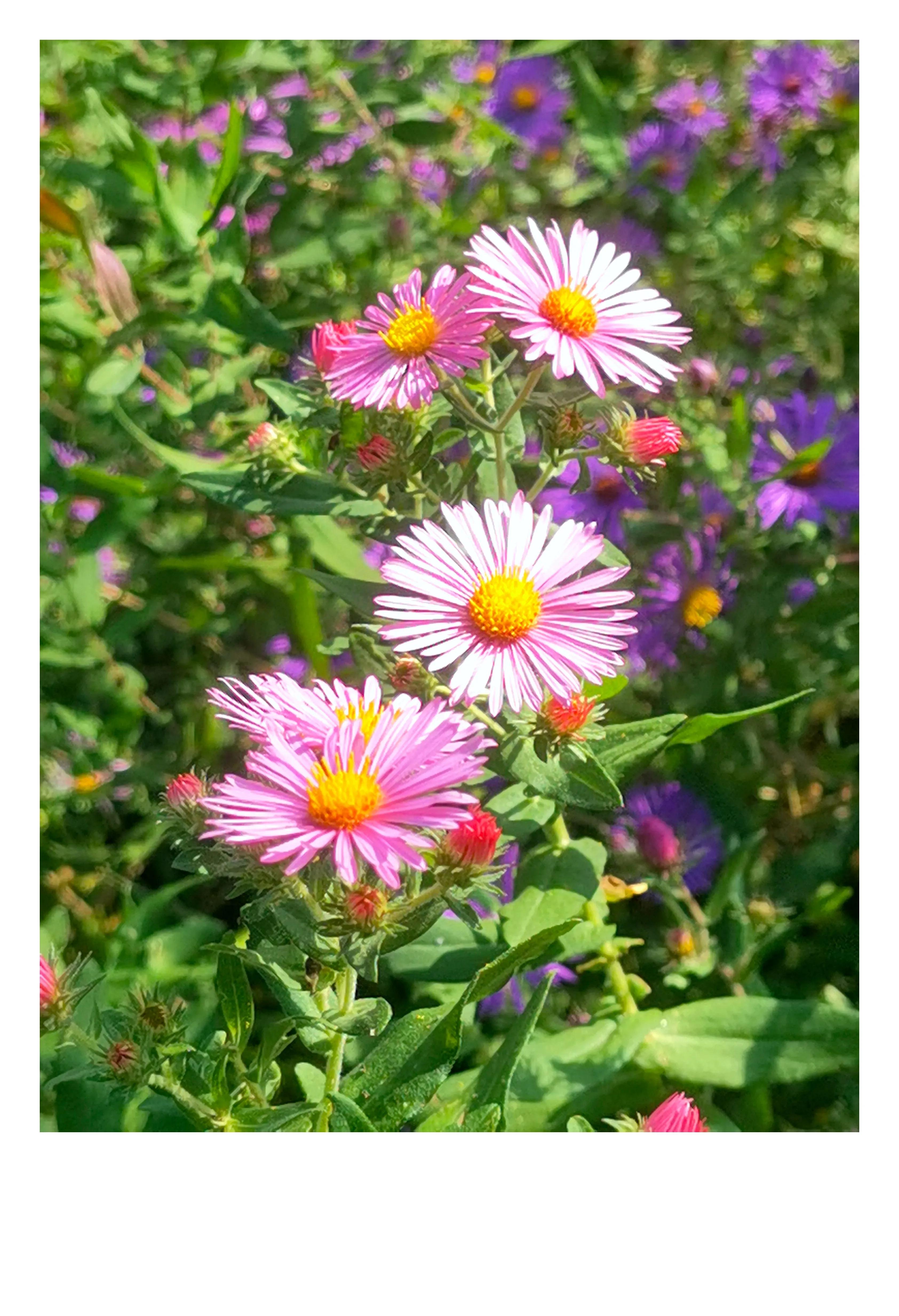 奥森公园里秋意图片,奥森公园的秋花也很漂亮