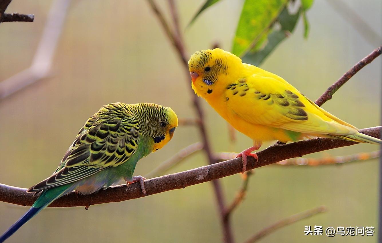 鹦鹉撞出脑震荡什么反应,牡丹鹦鹉脑震荡表现
