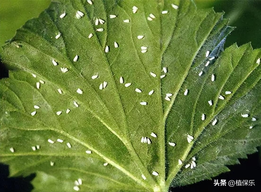 食心虫难治，试试这个药剂，速效又长效