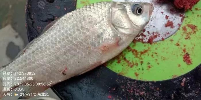 冬天野外垂钓鲫鱼,垂钓小鲫鱼调漂