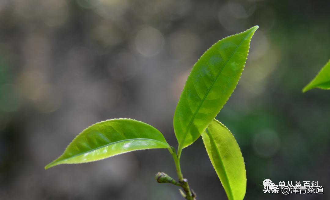 了解一下凤凰单丛,了解凤凰单丛
