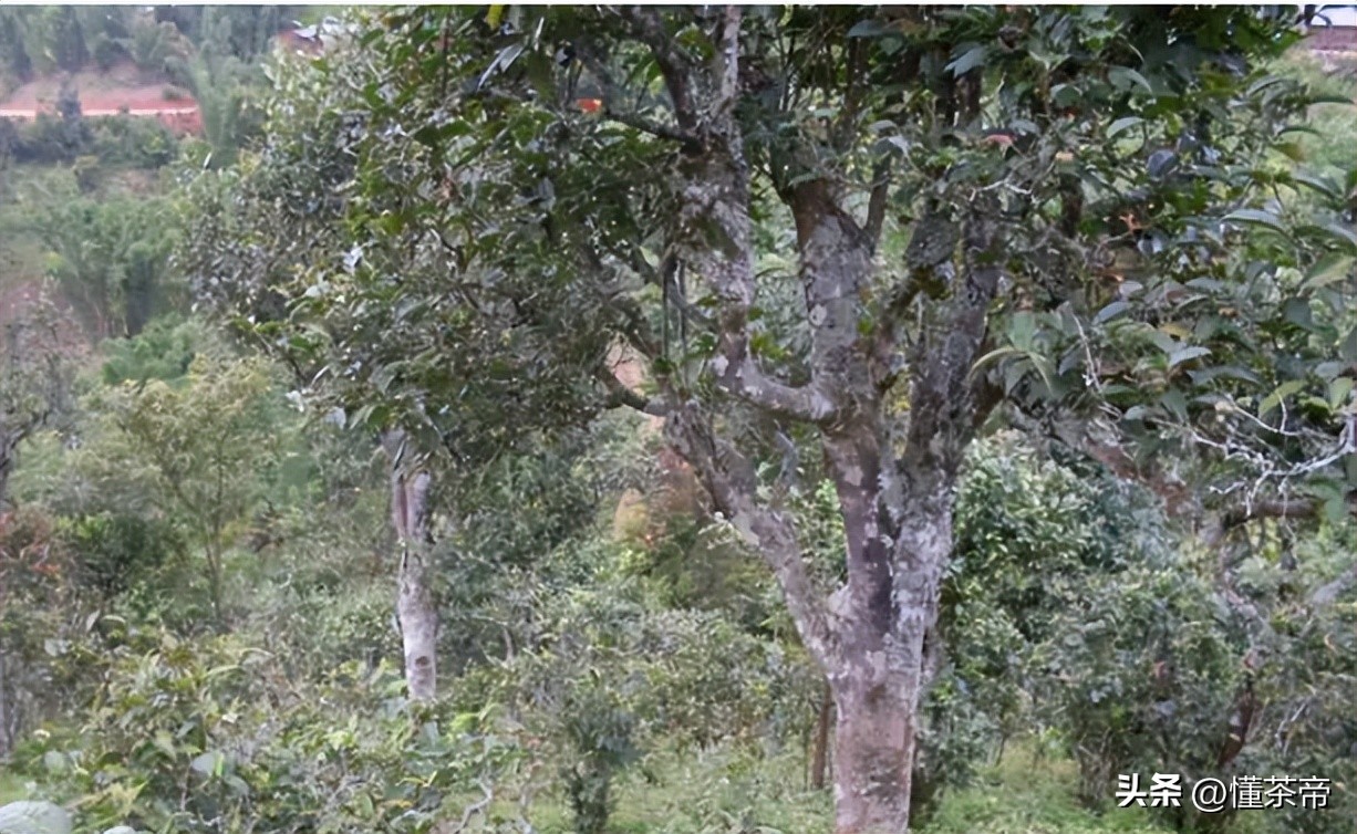 云南省野生古树茶排名第一,云南十大古树茶叶