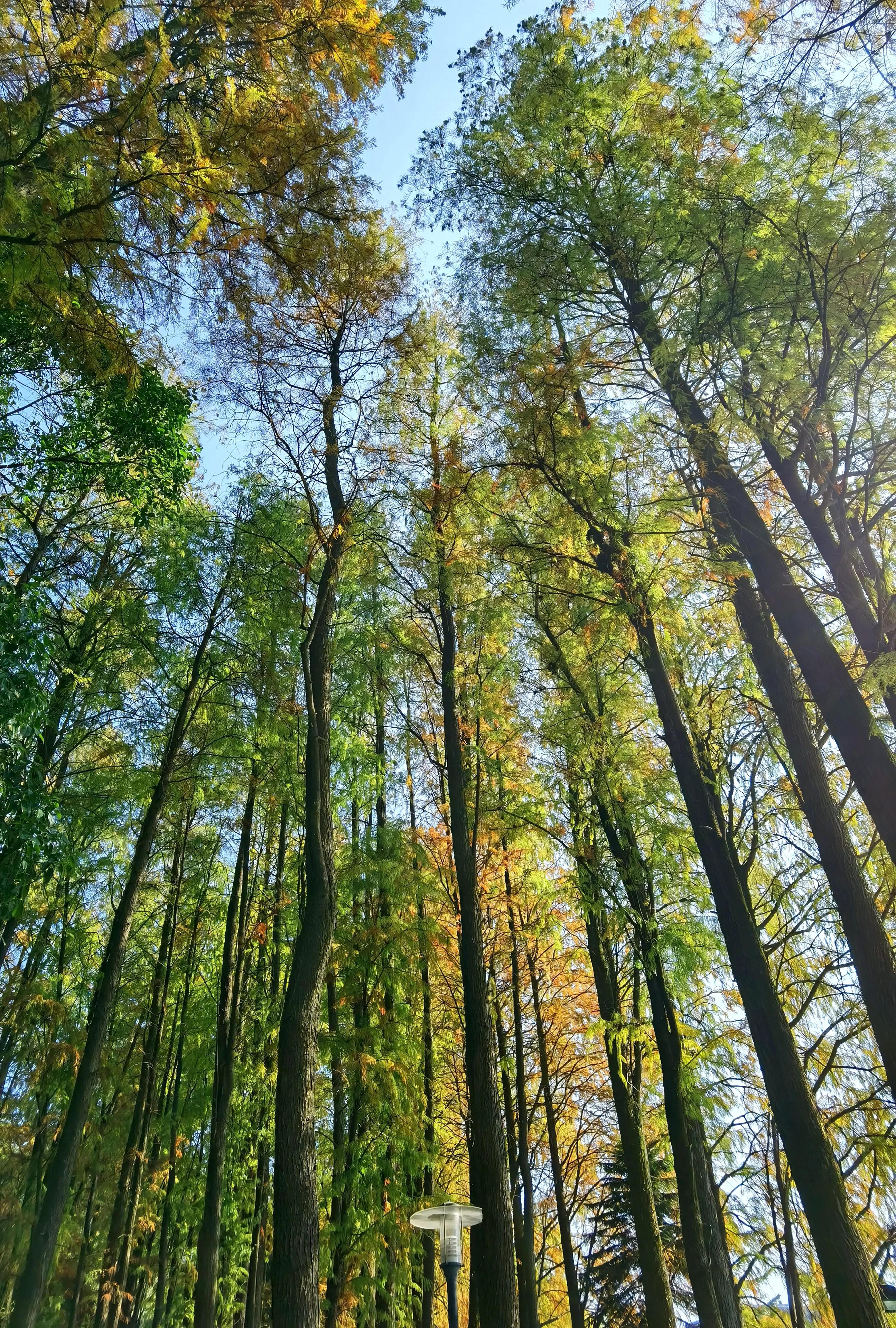 桂林的桂湖在哪里,桂林两江四湖之桂湖