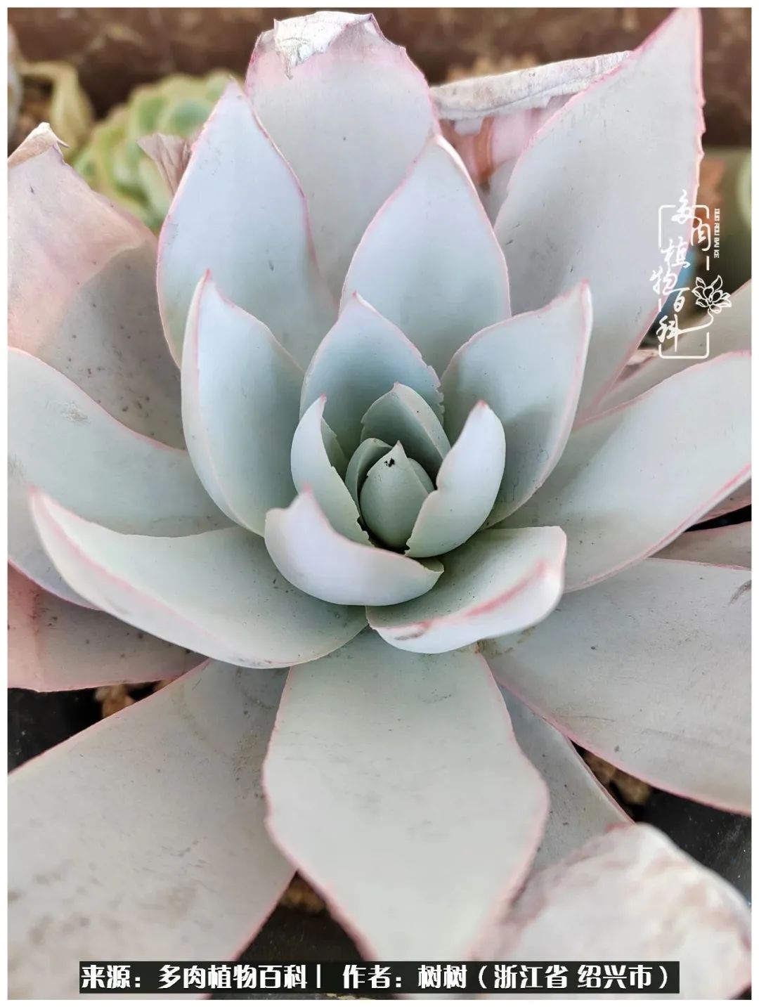 又临寒冬，暖阳下携手肉肉赏姹紫嫣红！