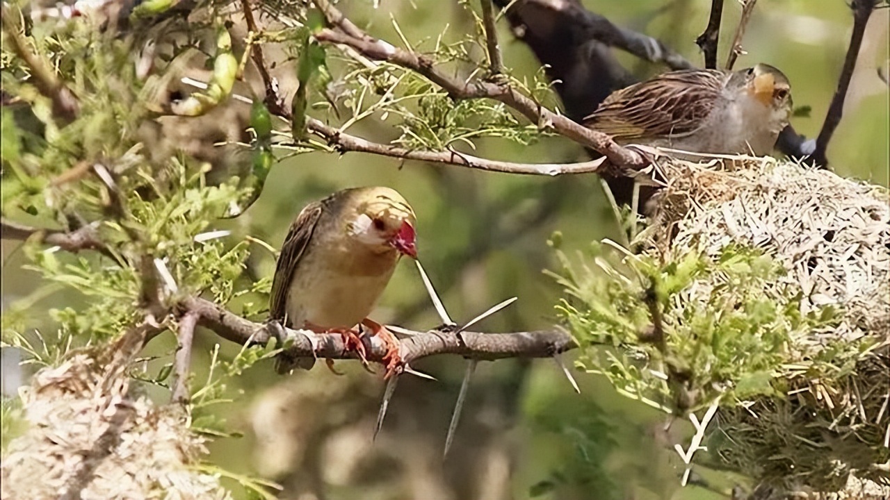铠甲蟋蟀的天敌是谁,身披尖刺盔甲的蟋蟀