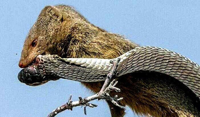 蛇獴vs超大眼镜王蛇,蛇獴10秒ko眼镜王蛇搞笑解说