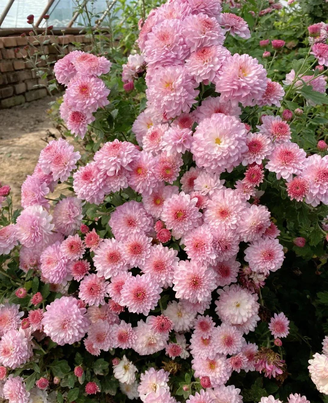 中国十大玫瑰花,十大玫瑰花排行榜