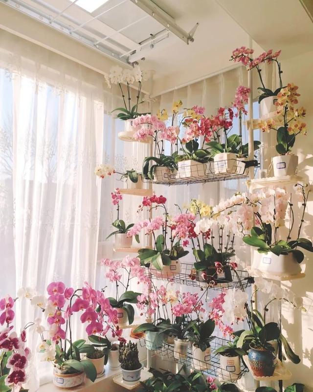 寓意吉利的花有哪些,哪一种花寓意带来好运