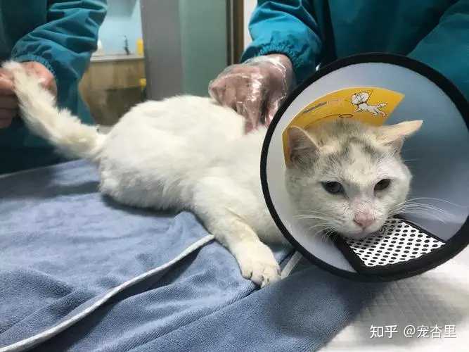 宠物医生需要什么条件才能做,宠物医生助理要掌握什么技能