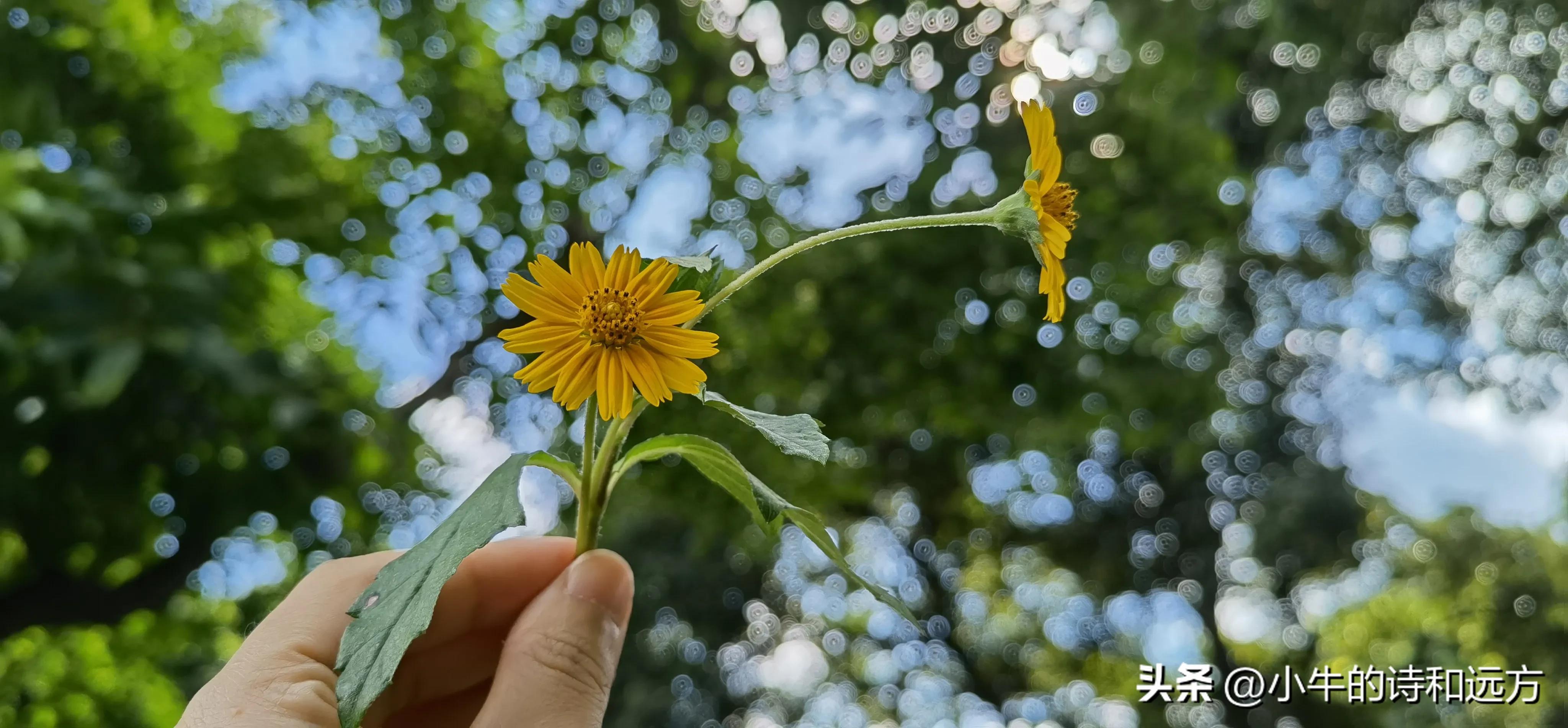 溜娃好去处就在紫谷萌宠乐园,青龙湖湿地公园遛娃攻略