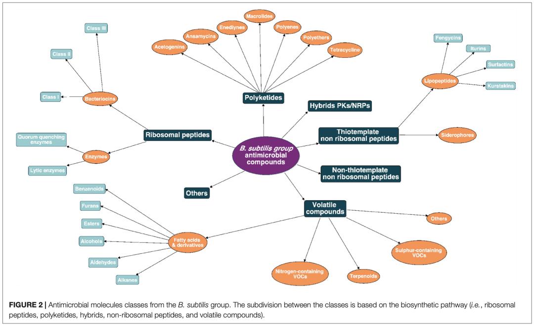 芽孢杆菌被你忽视的益生菌之王,芽孢杆菌抑制有害菌