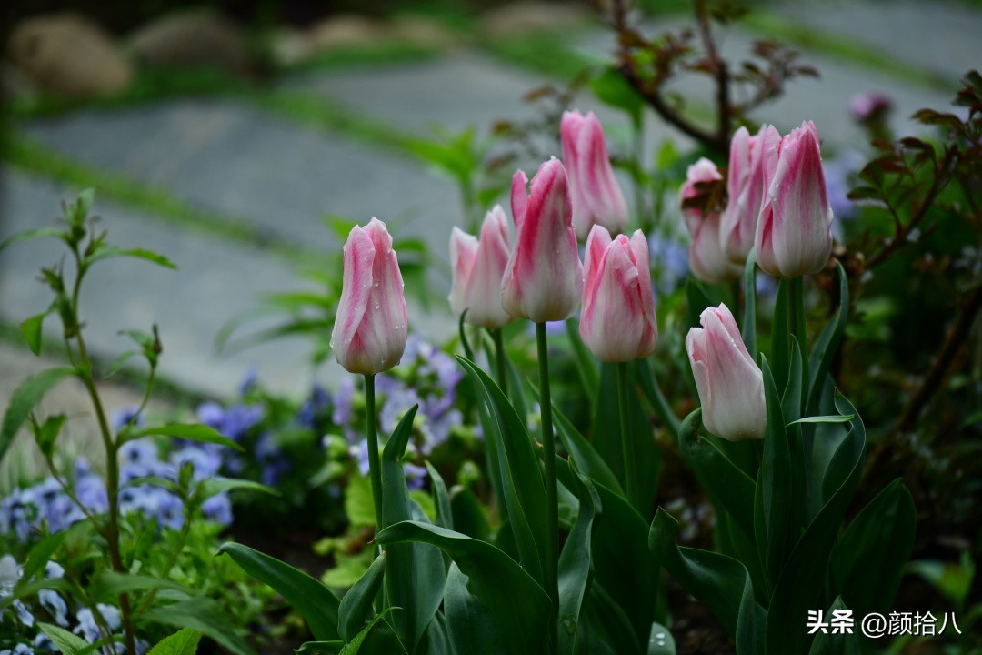 盘点今年河马花园里最美的几款郁金香|园丁