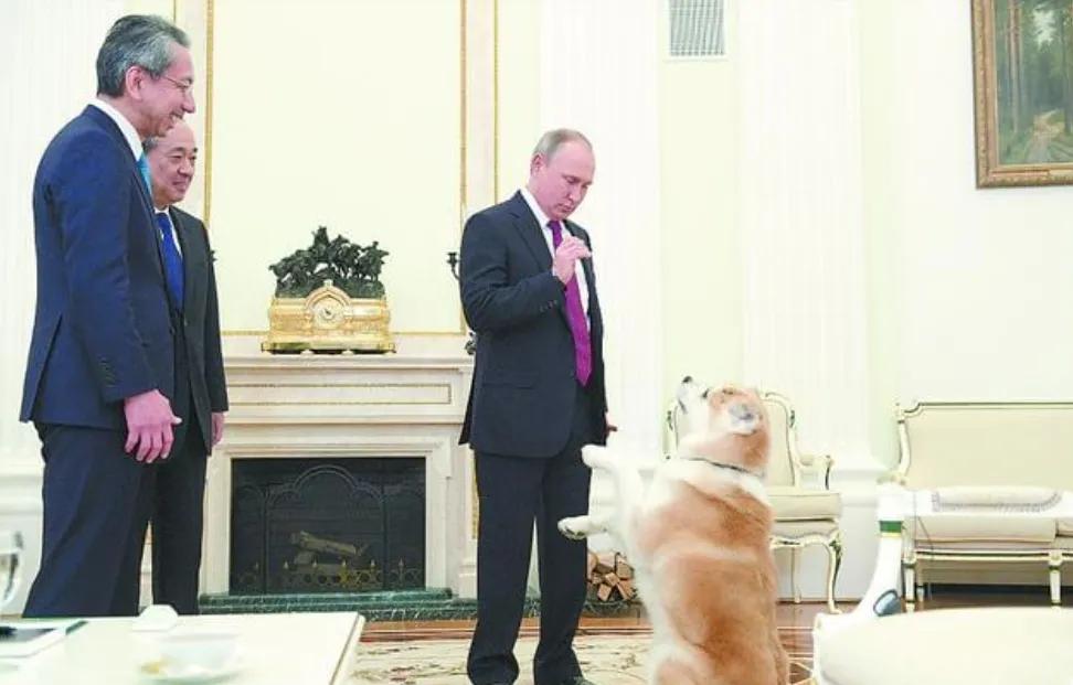 普京到底有多喜欢狗,普京为啥这么多人喜欢他