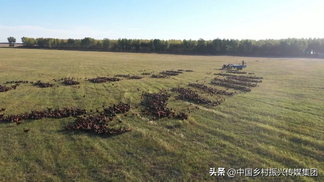 2022乡村振兴扶持项目方案,2023年乡村振兴项目补贴申报指南