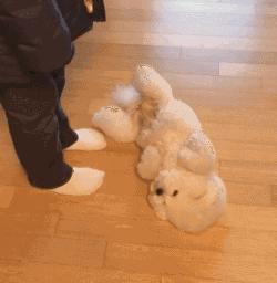 狗狗为什么一摸就拉肚子,狗狗为什么总是露肚皮