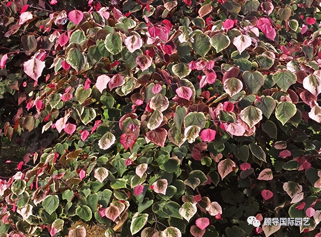 南方人爱不够的紫荆花，北方人懵了：“这哪儿是紫荆花啊？”