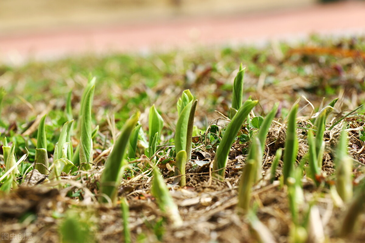 惊蛰春雷惊万物下一句是什么,惊蛰春雷一响惊百虫