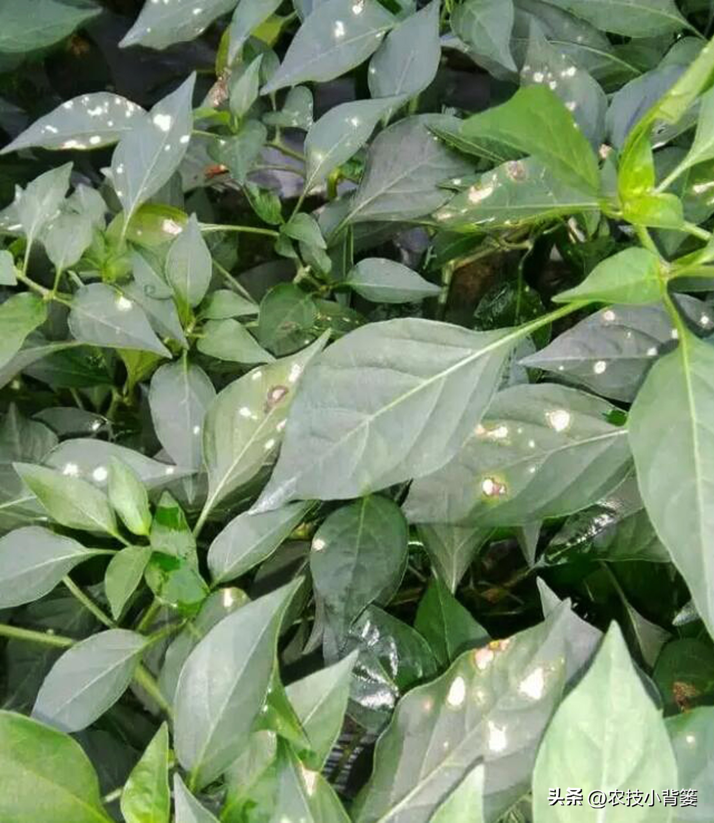 农作物叶片有黄斑是什么原因,叶面有斑点这是什么病